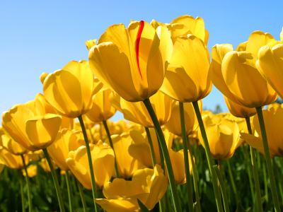 Banner 1